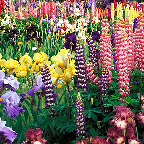 Flower Gardening Supplies in Rockford